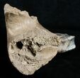 Partial Woolly Rhino Lower Jaw #3541-4